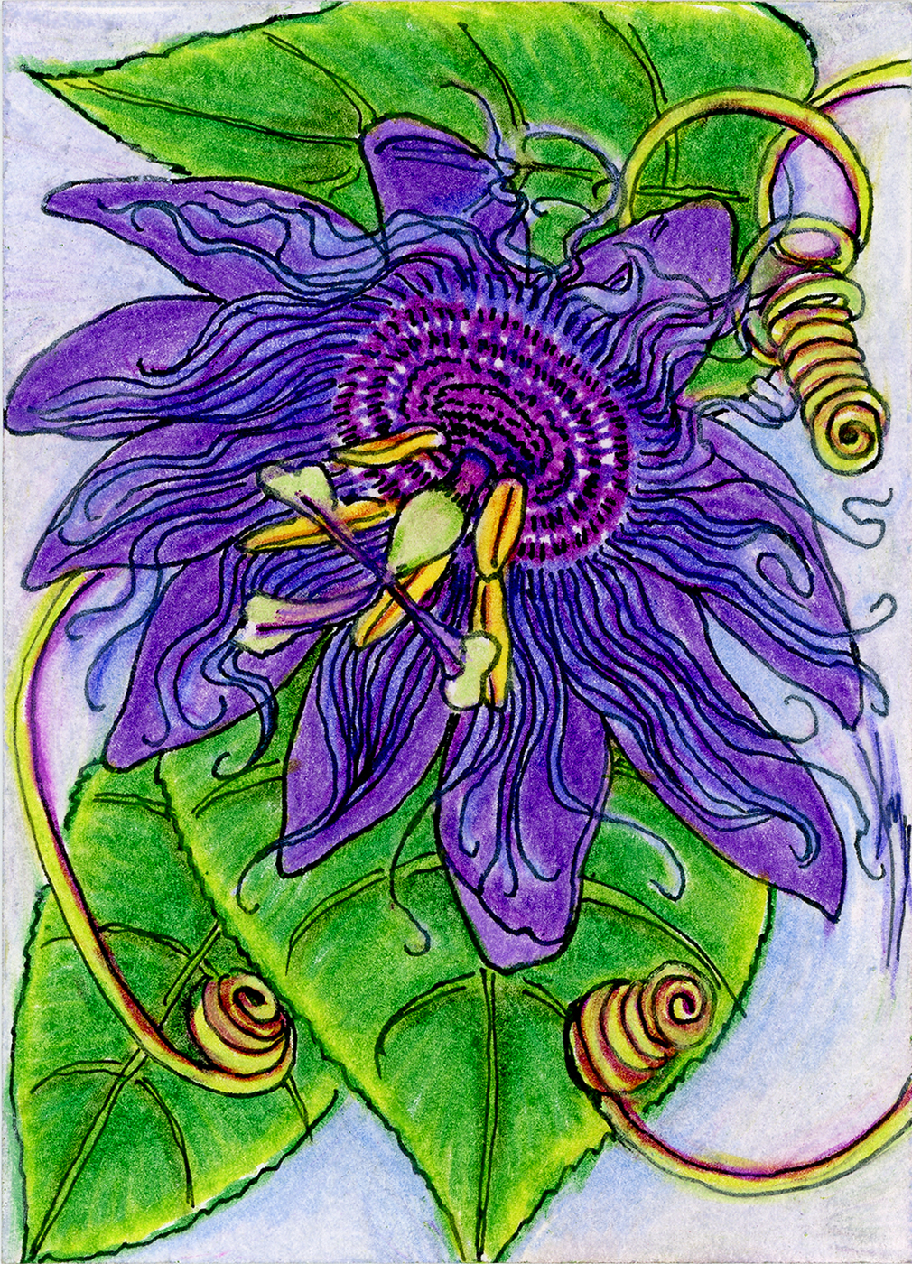 A coloured-pencil drawing of a purple passionflower with curling tendrils and bright green leaves, with the flower facing downward toward the viewer's left.
