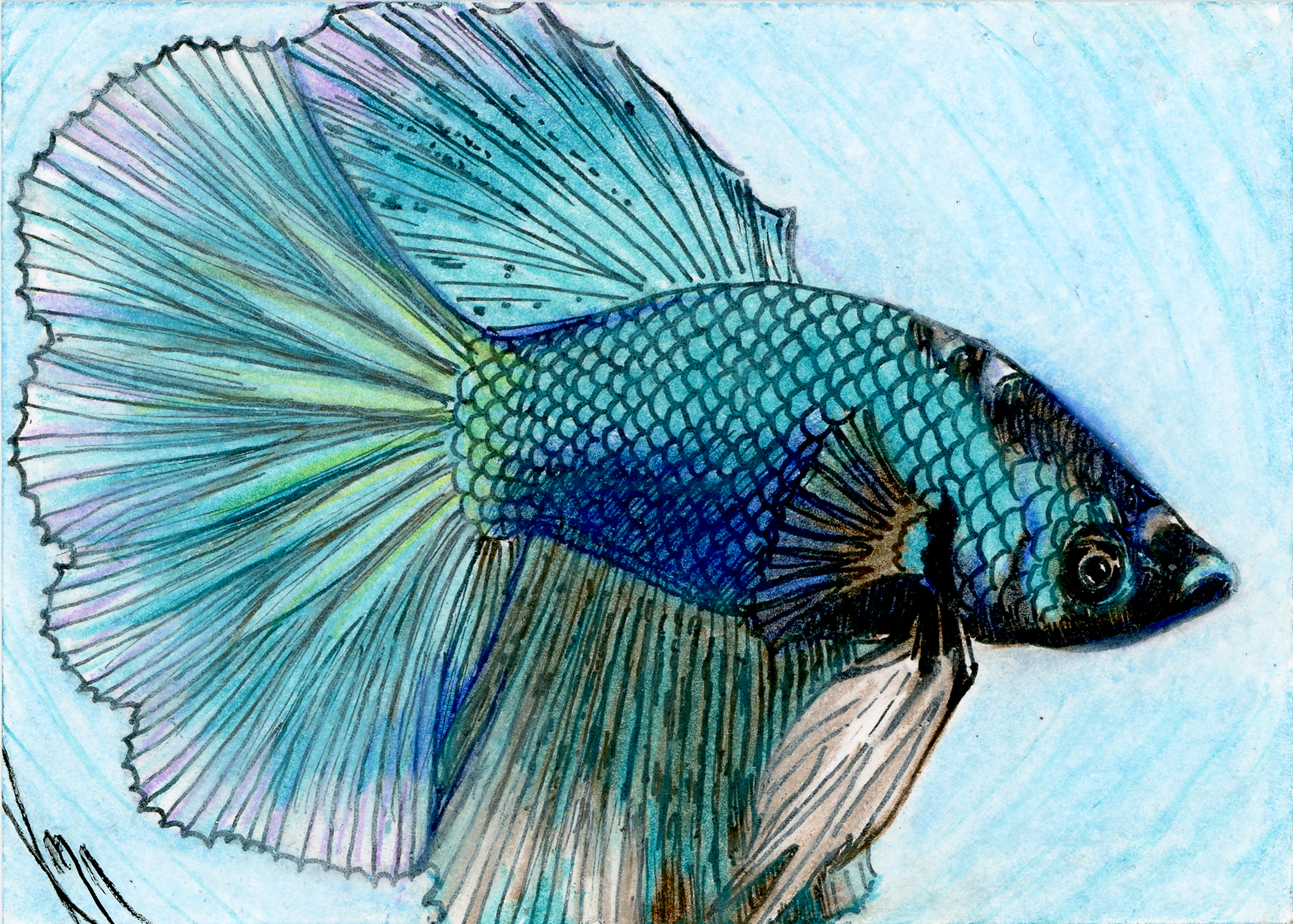 A coloured pencil drawing of a betta fish in royal blue, teal blue, and black with shimmering pink and gold highlights. The fish is facing the viewer's right and has his fins and tail flaring out around him.