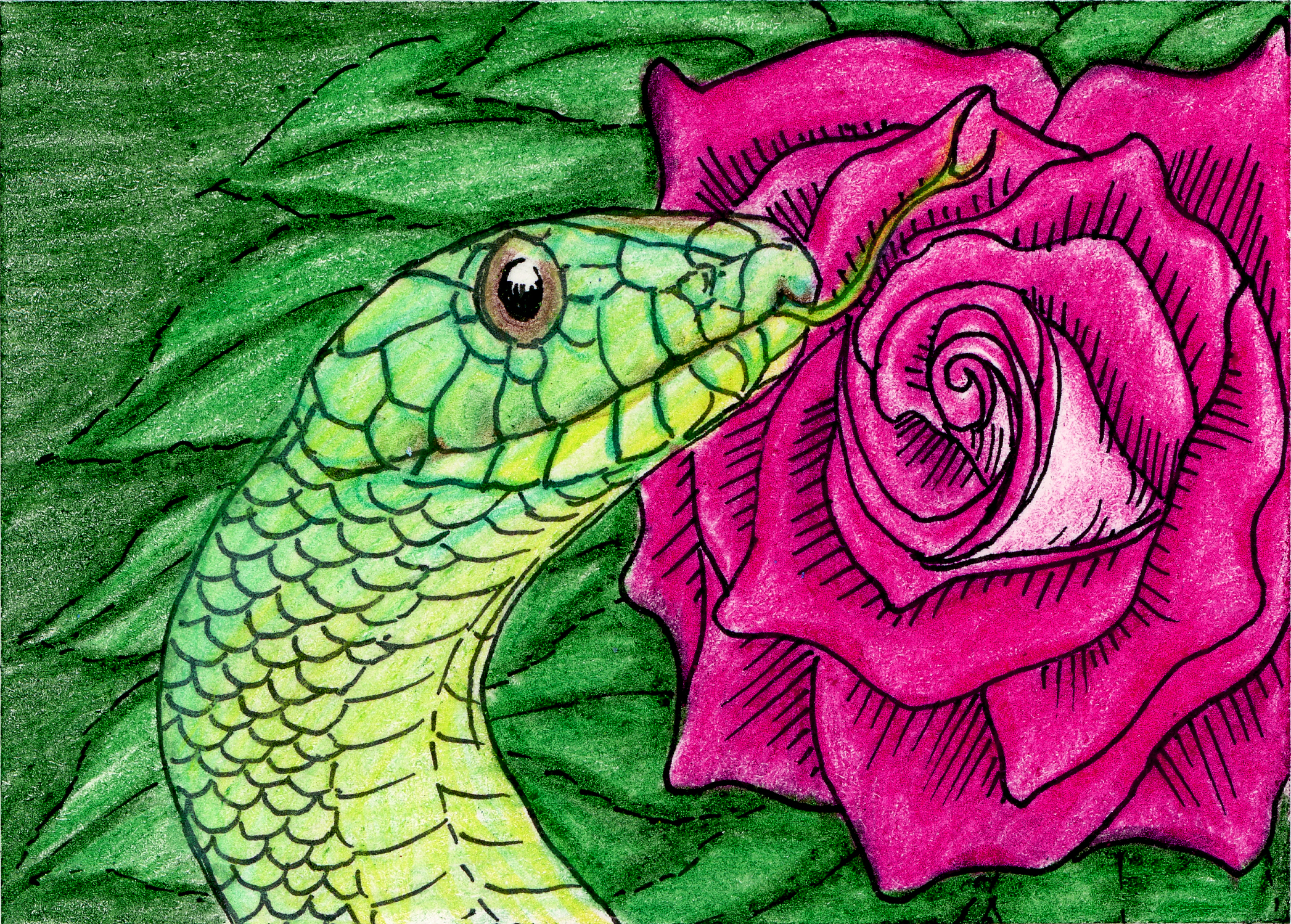 A green snake appears in profile before a pink rose against a backdrop of green leaves. He extends his tongue to taste the air in front of the rose, eyeing the viewer with a slightly anxious, slightly quizzical expression.