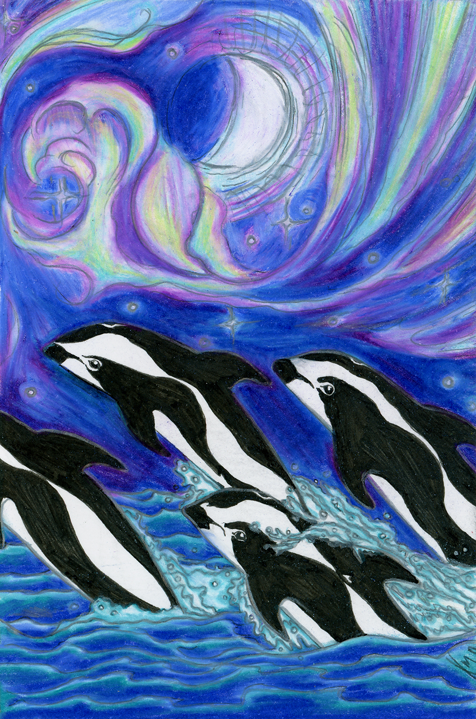 A coloured pencil drawing of a pod of Commerson's Dolphins leaping through Argentinian waters beneath the Southern Lights that swirl around the First Quarter Moon above the ocean.